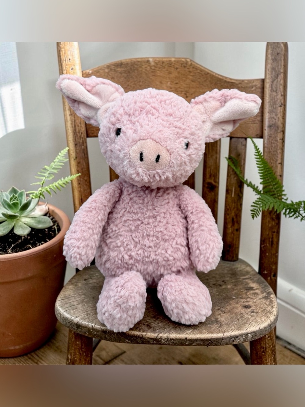 🐷𝐀𝐮𝐭𝐡𝐞𝐧𝐭𝐢𝐜 𝐉𝐞𝐥𝐥𝐲𝐜𝐚𝐭 𝐓𝐮𝐦𝐛𝐥𝐞𝐭𝐮𝐟𝐭 𝐏𝐢𝐠🐷